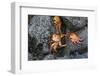 Ecuador, Galapagos, Santiago Island. Sally Lightfoot Crabs on Lava-Kevin Oke-Framed Photographic Print