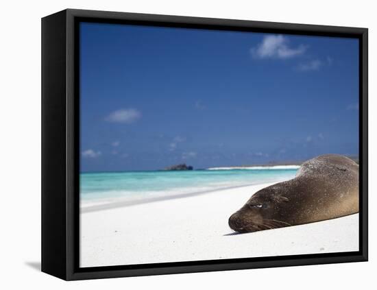 Ecuador, Galapagos, Sunbathing Sea Lion on the Stunning Beaches of San Cristobal, Galapagos-Niels Van Gijn-Framed Stretched Canvas