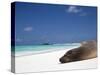 Ecuador, Galapagos, Sunbathing Sea Lion on the Stunning Beaches of San Cristobal, Galapagos-Niels Van Gijn-Stretched Canvas