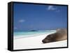 Ecuador, Galapagos, Sunbathing Sea Lion on the Stunning Beaches of San Cristobal, Galapagos-Niels Van Gijn-Framed Stretched Canvas