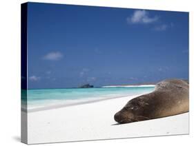 Ecuador, Galapagos, Sunbathing Sea Lion on the Stunning Beaches of San Cristobal, Galapagos-Niels Van Gijn-Stretched Canvas