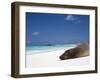 Ecuador, Galapagos, Sunbathing Sea Lion on the Stunning Beaches of San Cristobal, Galapagos-Niels Van Gijn-Framed Premium Photographic Print