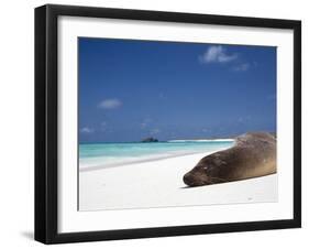 Ecuador, Galapagos, Sunbathing Sea Lion on the Stunning Beaches of San Cristobal, Galapagos-Niels Van Gijn-Framed Premium Photographic Print