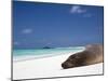 Ecuador, Galapagos, Sunbathing Sea Lion on the Stunning Beaches of San Cristobal, Galapagos-Niels Van Gijn-Mounted Premium Photographic Print