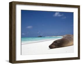Ecuador, Galapagos, Sunbathing Sea Lion on the Stunning Beaches of San Cristobal, Galapagos-Niels Van Gijn-Framed Photographic Print