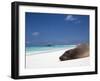 Ecuador, Galapagos, Sunbathing Sea Lion on the Stunning Beaches of San Cristobal, Galapagos-Niels Van Gijn-Framed Photographic Print