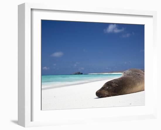 Ecuador, Galapagos, Sunbathing Sea Lion on the Stunning Beaches of San Cristobal, Galapagos-Niels Van Gijn-Framed Photographic Print