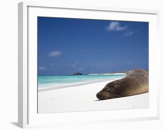 Ecuador, Galapagos, Sunbathing Sea Lion on the Stunning Beaches of San Cristobal, Galapagos-Niels Van Gijn-Framed Photographic Print