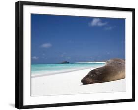 Ecuador, Galapagos, Sunbathing Sea Lion on the Stunning Beaches of San Cristobal, Galapagos-Niels Van Gijn-Framed Photographic Print