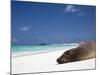 Ecuador, Galapagos, Sunbathing Sea Lion on the Stunning Beaches of San Cristobal, Galapagos-Niels Van Gijn-Mounted Photographic Print