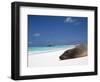 Ecuador, Galapagos, Sunbathing Sea Lion on the Stunning Beaches of San Cristobal, Galapagos-Niels Van Gijn-Framed Photographic Print