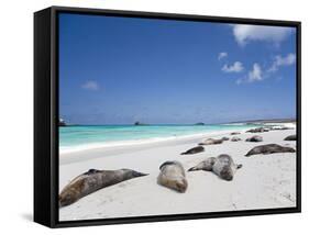 Ecuador, Galapagos, Sunbathing Sea Lions on the Stunning Beaches of San Cristobal, Galapagos-Niels Van Gijn-Framed Stretched Canvas