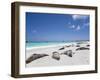 Ecuador, Galapagos, Sunbathing Sea Lions on the Stunning Beaches of San Cristobal, Galapagos-Niels Van Gijn-Framed Premium Photographic Print