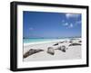 Ecuador, Galapagos, Sunbathing Sea Lions on the Stunning Beaches of San Cristobal, Galapagos-Niels Van Gijn-Framed Premium Photographic Print