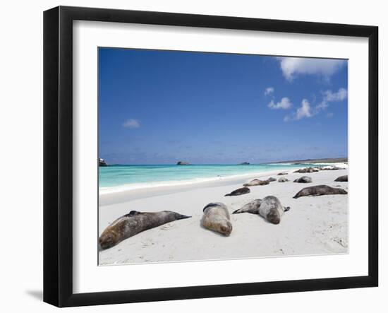 Ecuador, Galapagos, Sunbathing Sea Lions on the Stunning Beaches of San Cristobal, Galapagos-Niels Van Gijn-Framed Photographic Print