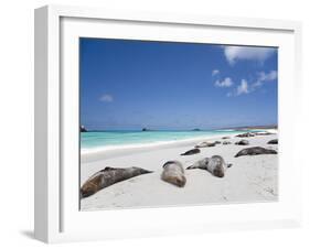 Ecuador, Galapagos, Sunbathing Sea Lions on the Stunning Beaches of San Cristobal, Galapagos-Niels Van Gijn-Framed Photographic Print