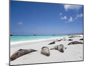 Ecuador, Galapagos, Sunbathing Sea Lions on the Stunning Beaches of San Cristobal, Galapagos-Niels Van Gijn-Mounted Photographic Print