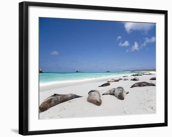 Ecuador, Galapagos, Sunbathing Sea Lions on the Stunning Beaches of San Cristobal, Galapagos-Niels Van Gijn-Framed Photographic Print