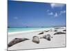 Ecuador, Galapagos, Sunbathing Sea Lions on the Stunning Beaches of San Cristobal, Galapagos-Niels Van Gijn-Mounted Photographic Print