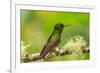 Ecuador, Guango. Buff-tailed coronet hummingbird close-up.-Jaynes Gallery-Framed Photographic Print
