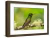 Ecuador, Guango. Buff-tailed coronet hummingbird close-up.-Jaynes Gallery-Framed Photographic Print