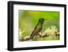 Ecuador, Guango. Buff-tailed coronet hummingbird close-up.-Jaynes Gallery-Framed Photographic Print