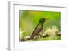 Ecuador, Guango. Buff-tailed coronet hummingbird close-up.-Jaynes Gallery-Framed Photographic Print