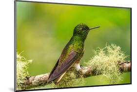 Ecuador, Guango. Buff-tailed coronet hummingbird close-up.-Jaynes Gallery-Mounted Photographic Print