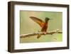 Ecuador, Guango. Chestnut-breasted coronet hummingbird close-up.-Jaynes Gallery-Framed Photographic Print