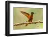 Ecuador, Guango. Chestnut-breasted coronet hummingbird close-up.-Jaynes Gallery-Framed Photographic Print