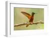 Ecuador, Guango. Chestnut-breasted coronet hummingbird close-up.-Jaynes Gallery-Framed Photographic Print