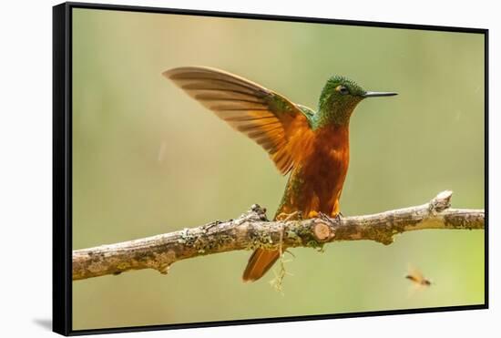 Ecuador, Guango. Chestnut-breasted coronet hummingbird close-up.-Jaynes Gallery-Framed Stretched Canvas