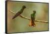 Ecuador, Guango. Chestnut-breasted coronet hummingbirds close-up.-Jaynes Gallery-Framed Stretched Canvas