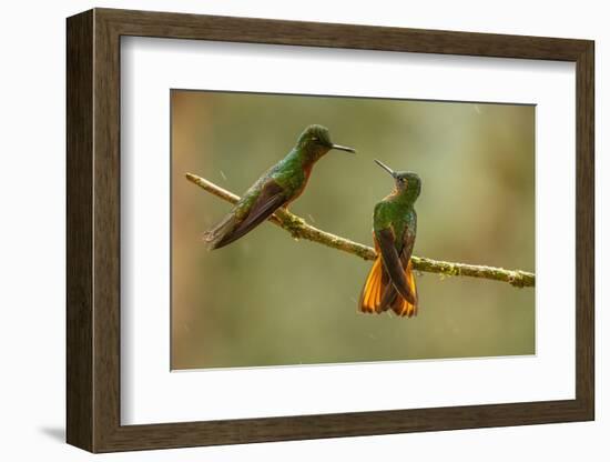 Ecuador, Guango. Chestnut-breasted coronet hummingbirds close-up.-Jaynes Gallery-Framed Photographic Print