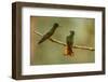 Ecuador, Guango. Chestnut-breasted coronet hummingbirds close-up.-Jaynes Gallery-Framed Photographic Print