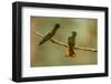 Ecuador, Guango. Chestnut-breasted coronet hummingbirds close-up.-Jaynes Gallery-Framed Photographic Print