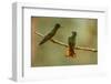 Ecuador, Guango. Chestnut-breasted coronet hummingbirds close-up.-Jaynes Gallery-Framed Photographic Print