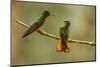 Ecuador, Guango. Chestnut-breasted coronet hummingbirds close-up.-Jaynes Gallery-Mounted Photographic Print