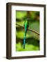 Ecuador, Guango. Long-tailed sylph hummingbird close-up.-Jaynes Gallery-Framed Photographic Print