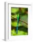 Ecuador, Guango. Long-tailed sylph hummingbird close-up.-Jaynes Gallery-Framed Photographic Print