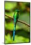 Ecuador, Guango. Long-tailed sylph hummingbird close-up.-Jaynes Gallery-Mounted Photographic Print