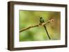 Ecuador, Guango. Long-tailed sylph hummingbird close-up.-Jaynes Gallery-Framed Photographic Print