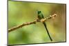 Ecuador, Guango. Long-tailed sylph hummingbird close-up.-Jaynes Gallery-Mounted Photographic Print