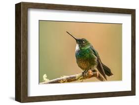 Ecuador, Guango. Tourmaline sunangel hummingbird close-up.-Jaynes Gallery-Framed Photographic Print