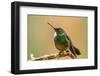 Ecuador, Guango. Tourmaline sunangel hummingbird close-up.-Jaynes Gallery-Framed Photographic Print
