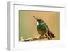 Ecuador, Guango. Tourmaline sunangel hummingbird close-up.-Jaynes Gallery-Framed Photographic Print