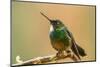 Ecuador, Guango. Tourmaline sunangel hummingbird close-up.-Jaynes Gallery-Mounted Photographic Print