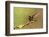 Ecuador, Guango. Tourmaline sunangel hummingbird close-up.-Jaynes Gallery-Framed Photographic Print