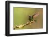 Ecuador, Guango. Tourmaline sunangel hummingbird close-up.-Jaynes Gallery-Framed Photographic Print