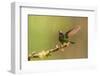 Ecuador, Guango. Tourmaline sunangel hummingbird close-up.-Jaynes Gallery-Framed Photographic Print